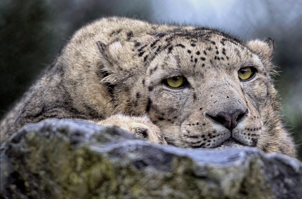 biodiversità, leopardo delle nevi