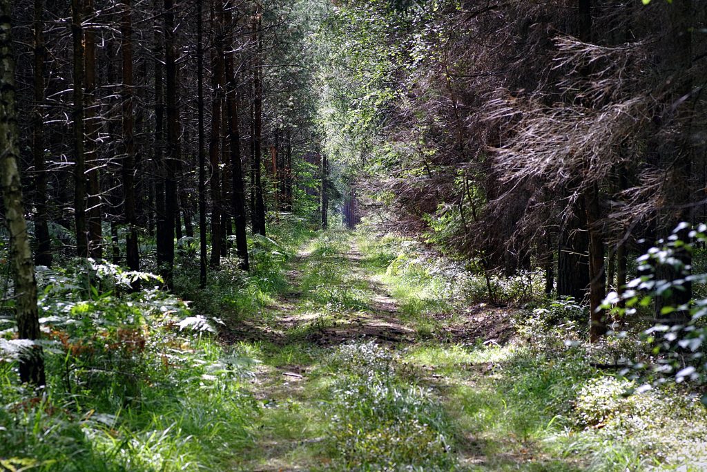 Foto di Henryk Niestrój da Pixabay