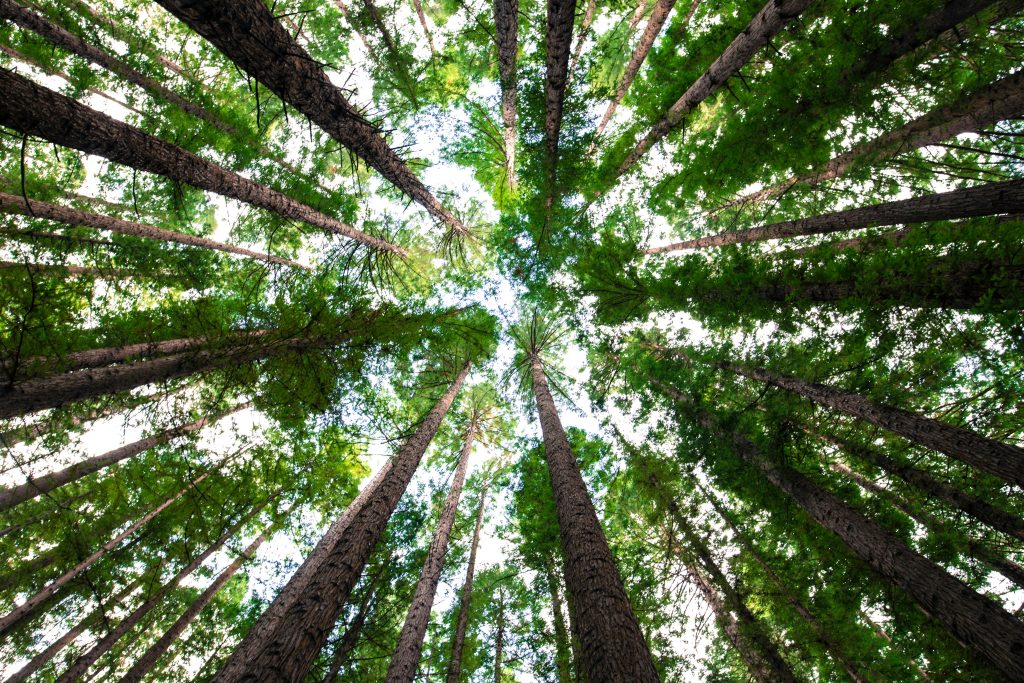Foto Unsplash @Arnaud Mesureur