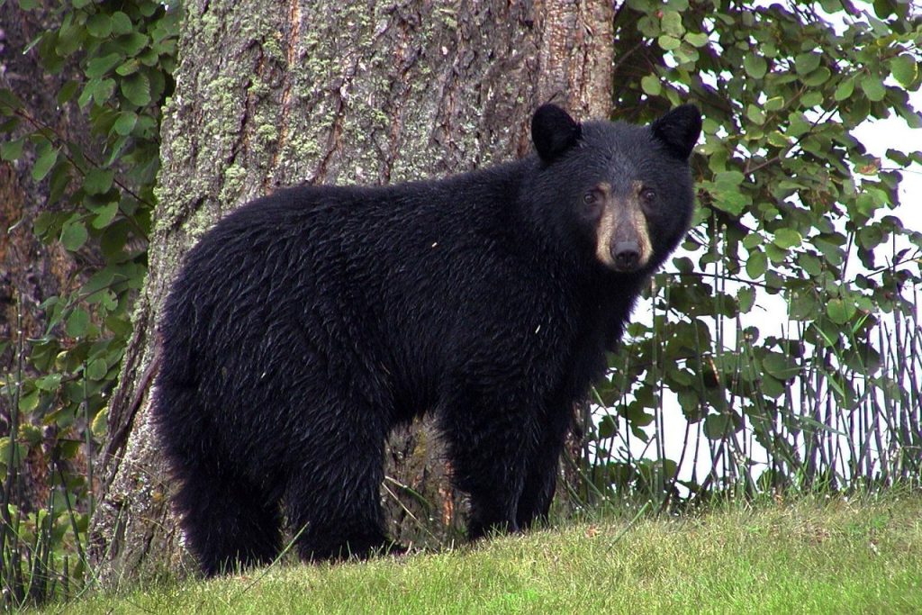Orso nero - Foto di Brigitte Werner da Pixabay