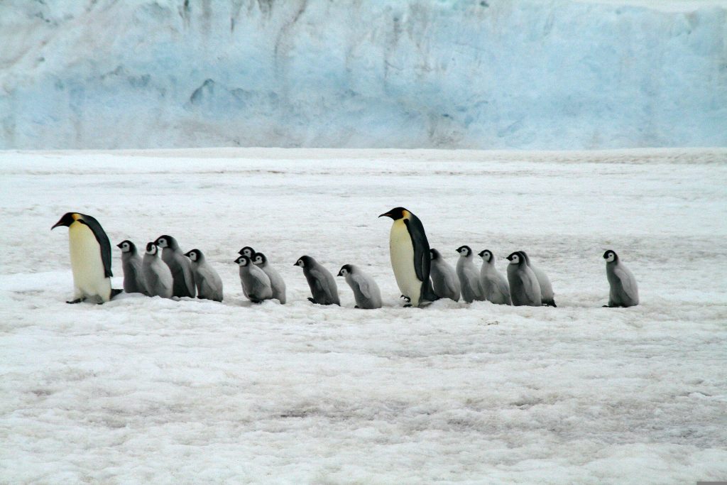 Pinguini imperatore - Foto di Barbara Dougherty da Pixabay