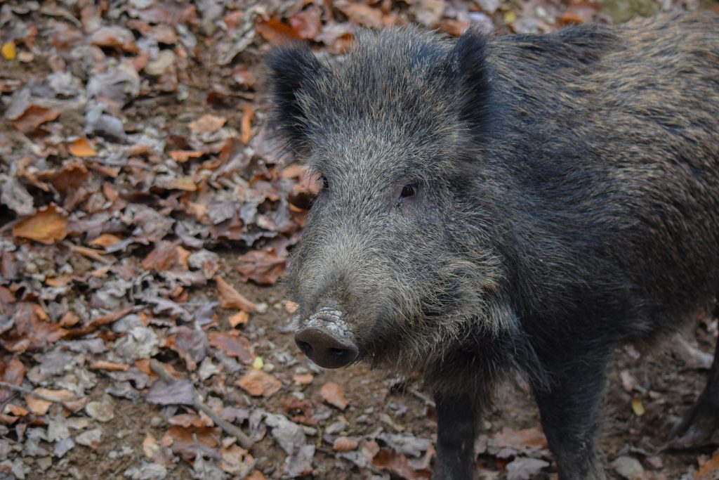 Cinghiale - Foto di Ben Kerckx da Pixabay
