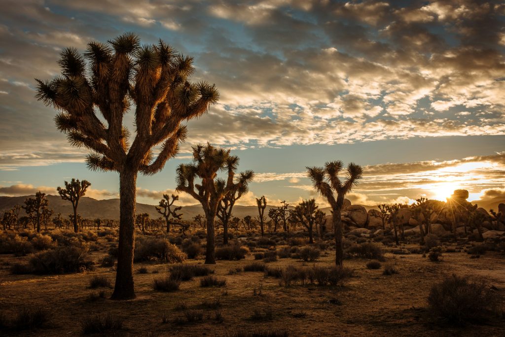 Joshua Tree National Park. Foto di Cedric Letsh @Unsplash