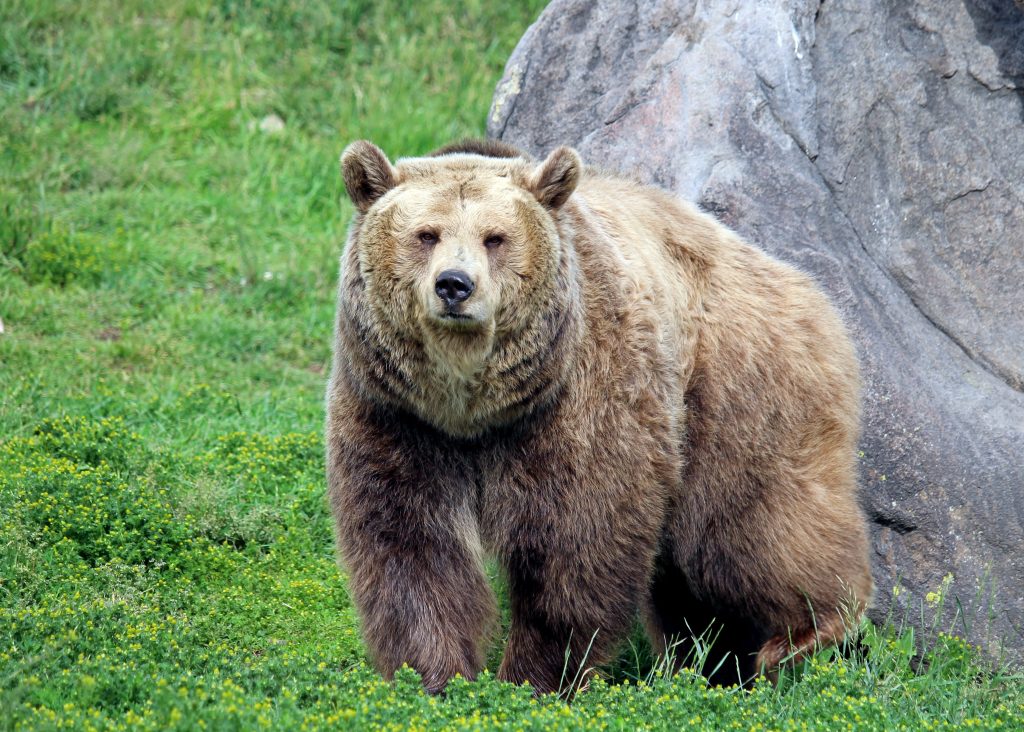 Grizzly -Foto di Sage Scott da Pixabay