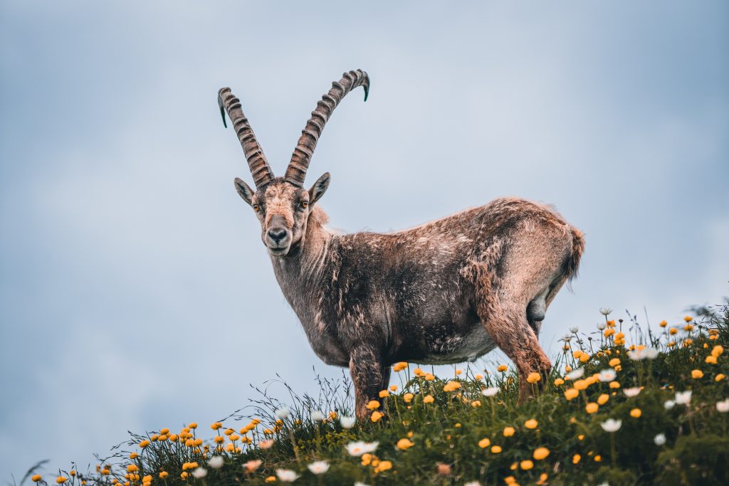 Stambecco - Foto di Felix Mittermeier da Pixabay
