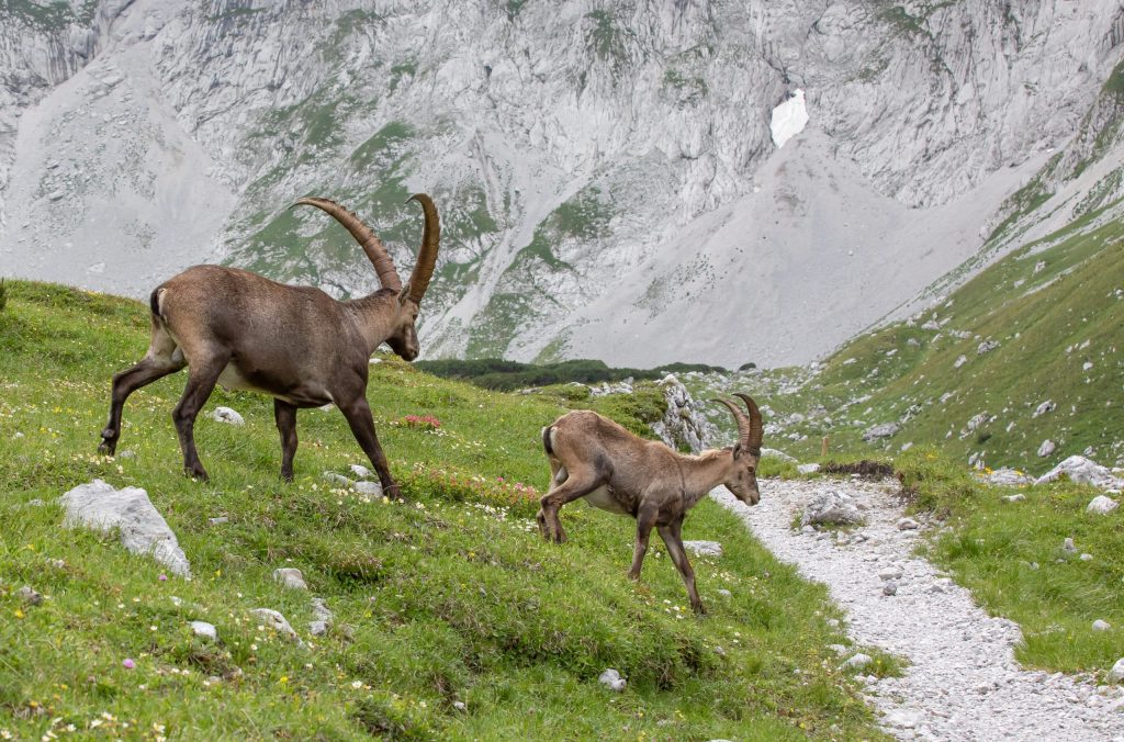 stambecchi, parco gran paradiso