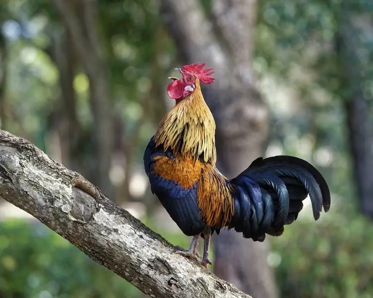 Gallo bankiva @Philip Pikart