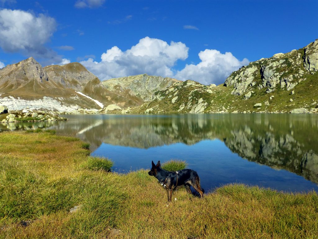 Foto di Gabriela Fink da Pixabay