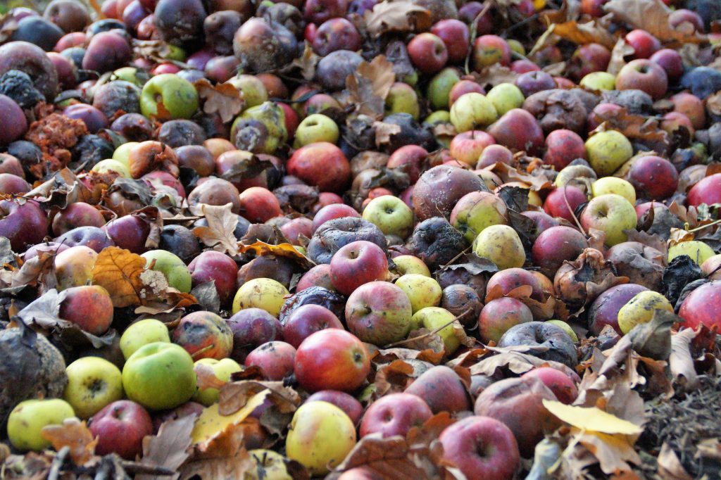 Foto ivabalk da Pixabay
