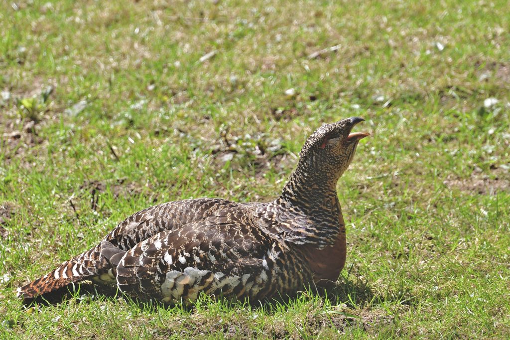 Femmina di gallo cedrone - Foto di Jürgen da Pixabay