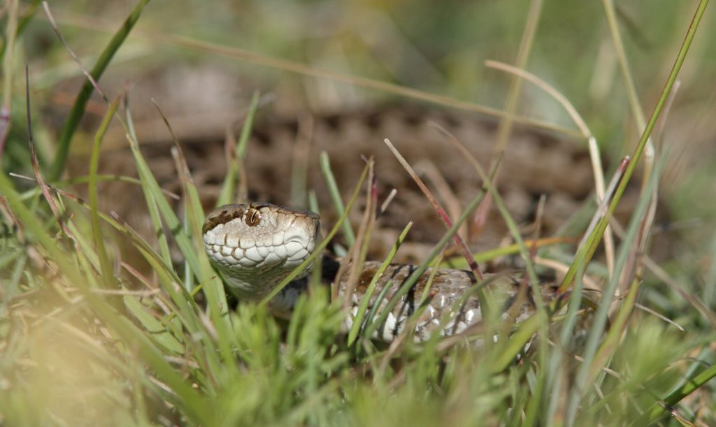 Vipera ursinii - Foto Bouke ten Cate - Wikimedia Commons, CC BY 4.0