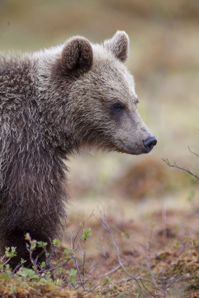 Orso - Foto Tapani Hellman da Pixabay