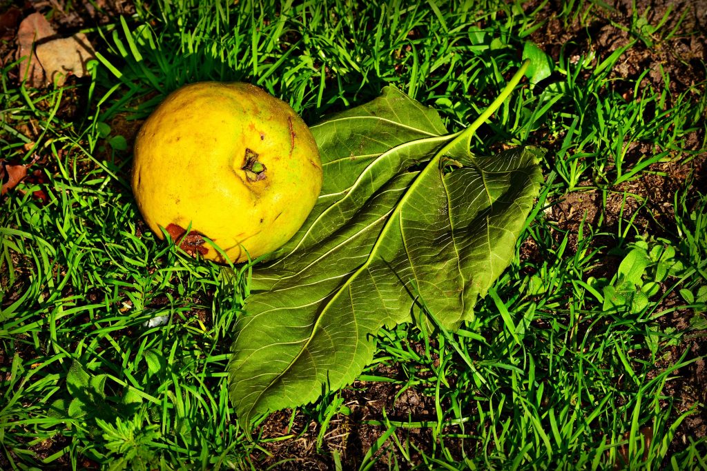 Foto Mabel Amber, who will one day da Pixabay