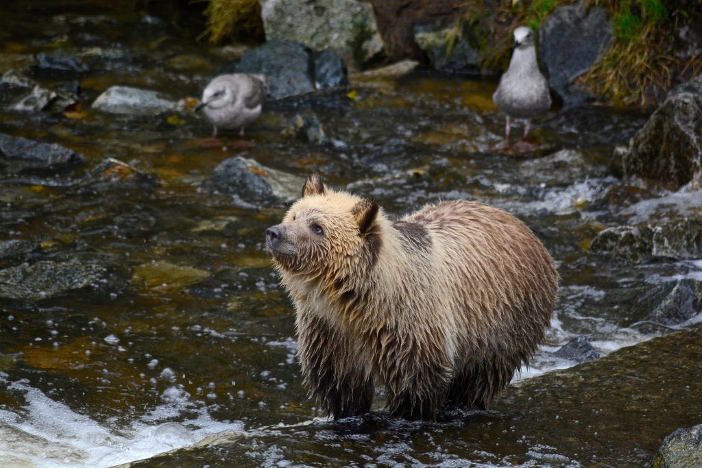 Grizzly -Foto di Marg Strickland da Pixabay