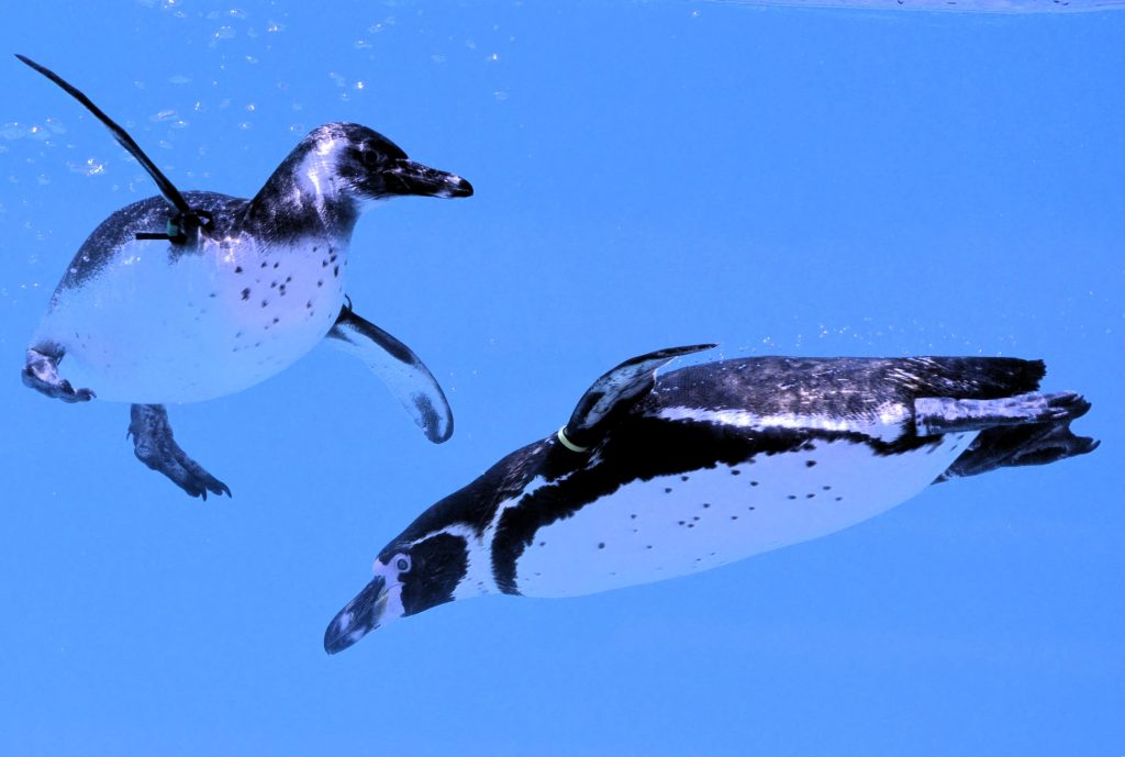 Pinguini -Foto di Masa Ushimaru da Pixabay