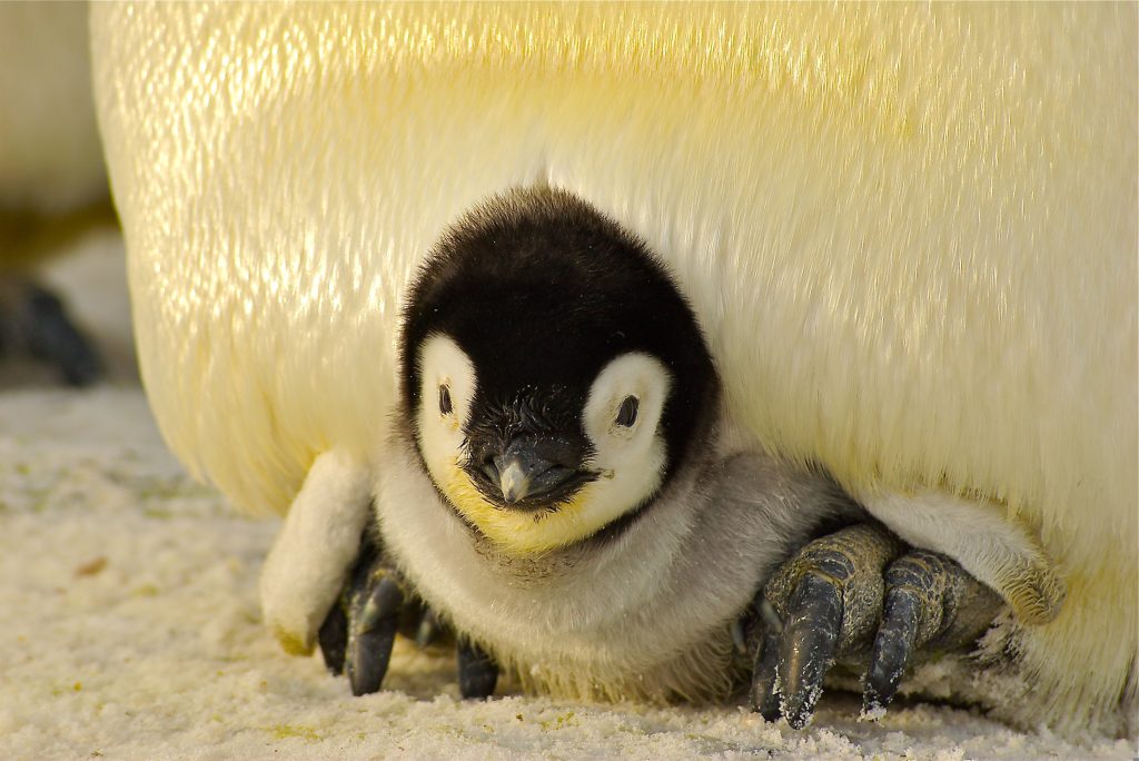Piccolo di pinguino - Foto di Siggy Nowak da Pixabay