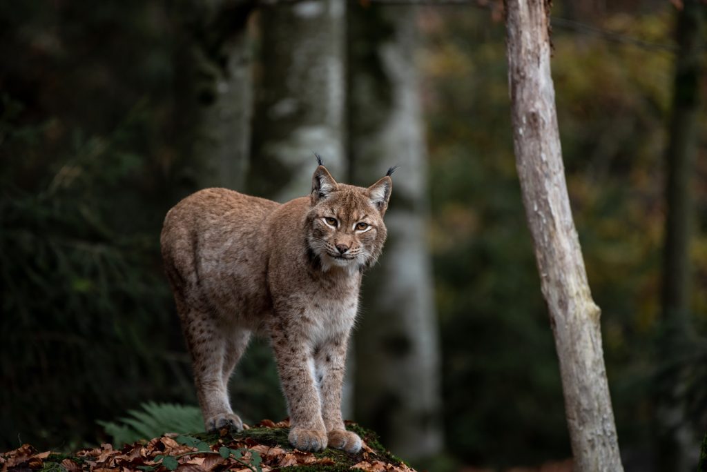 Lince - Foto di Eszter Miller da Pixabay