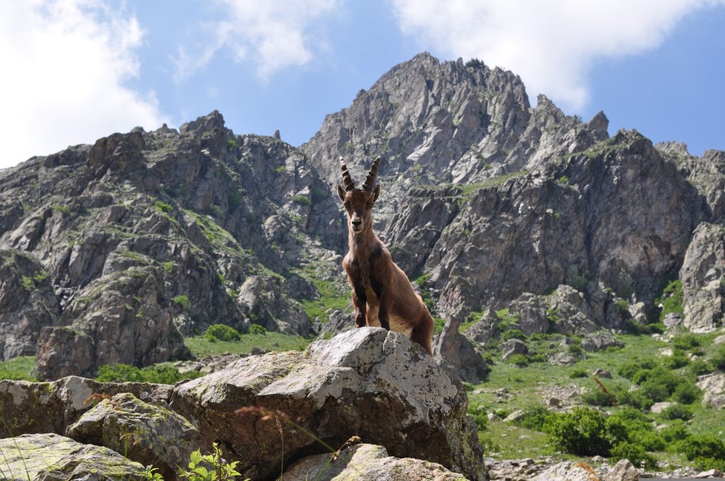 Foto di Luca da Pixabay
