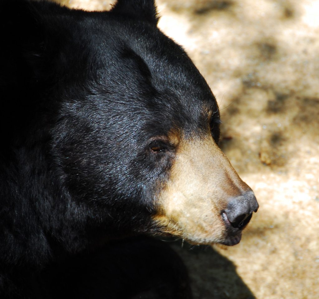 Orso nero - Foto di Paul Brennan da Pixabay