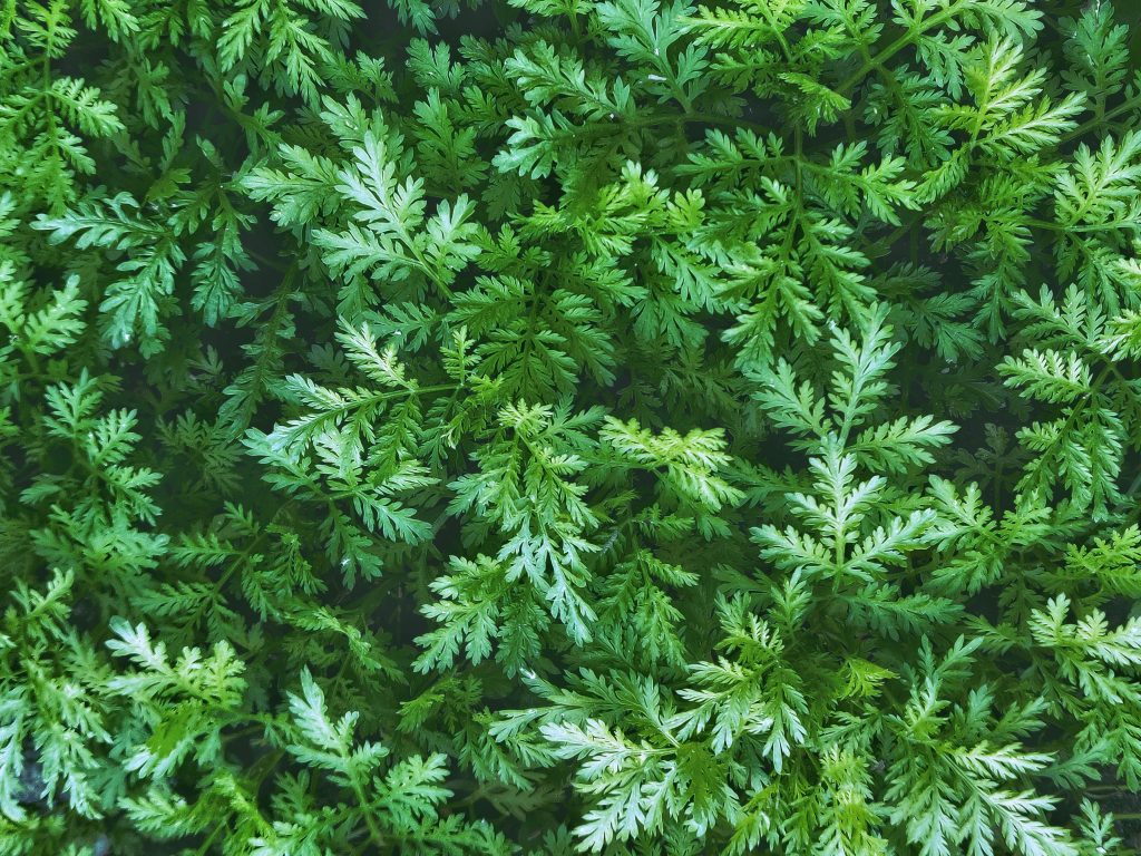 Artemisia @pexels
