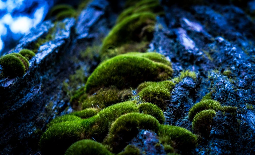 Foto di Pexels da Pixabay