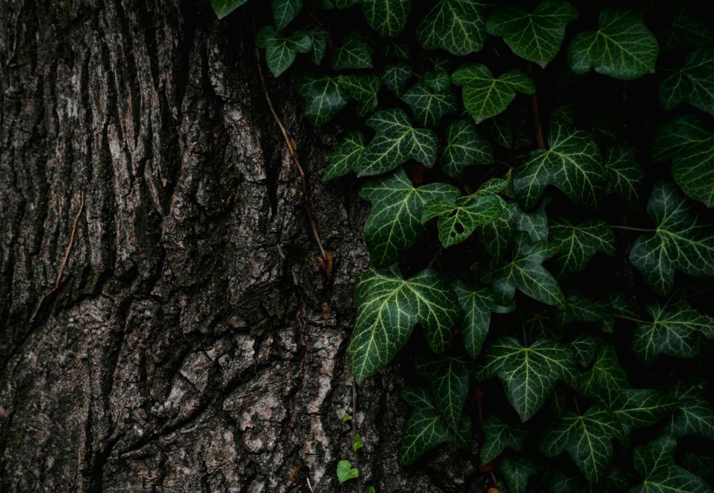 Foto di Pexels da Pixabay