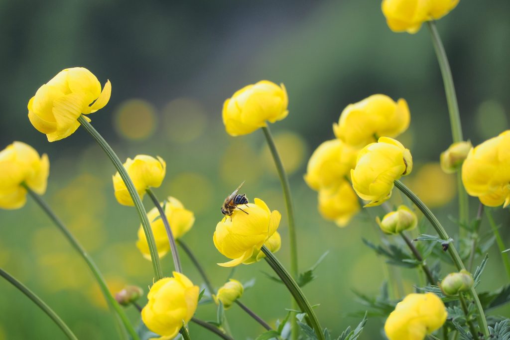 Foto di Ralf Ruppert da Pixabay