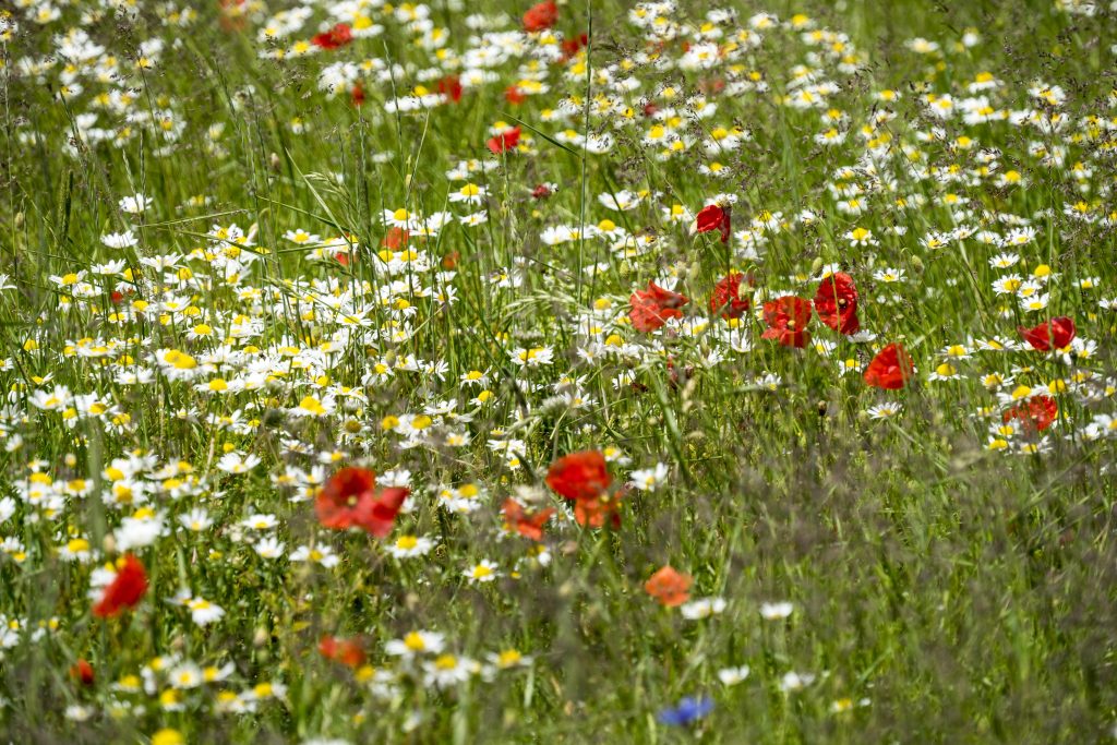 Papaveri - Foto di Solfaroli Renzo da Pixabay