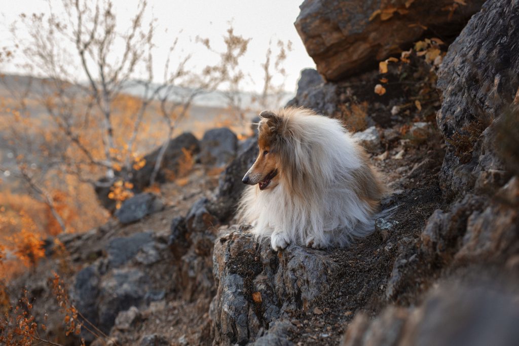 Foto di Светлана Грачева da Pixabay
