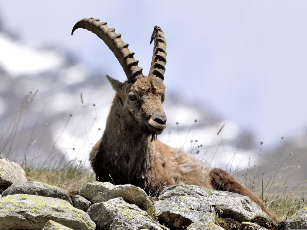Stambecco - Foto di SilvanoCosta da Pixabay
