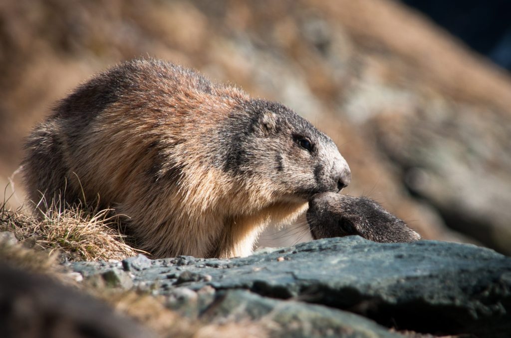 marmotte
