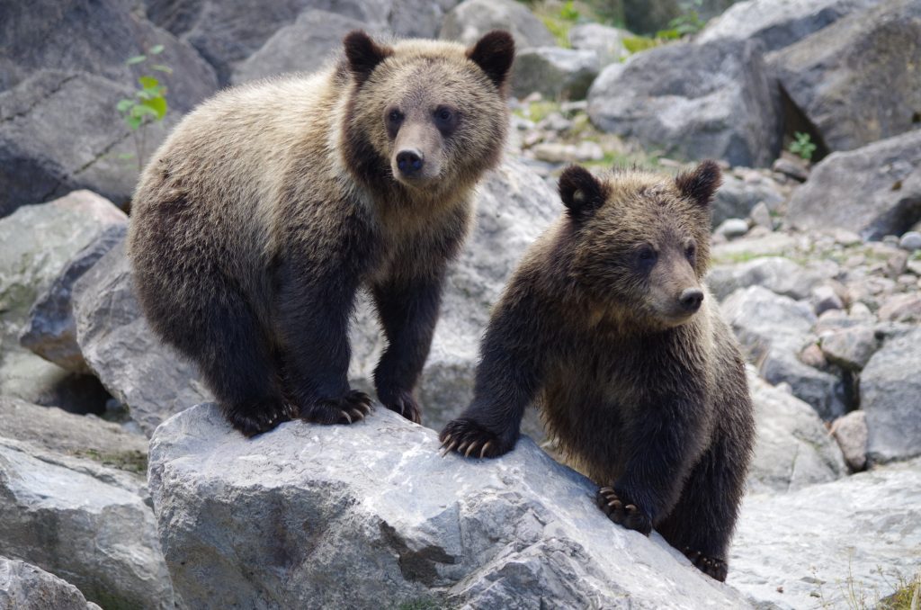 Cuccioli di orso - Image by Romuald Bézard from Pixabay