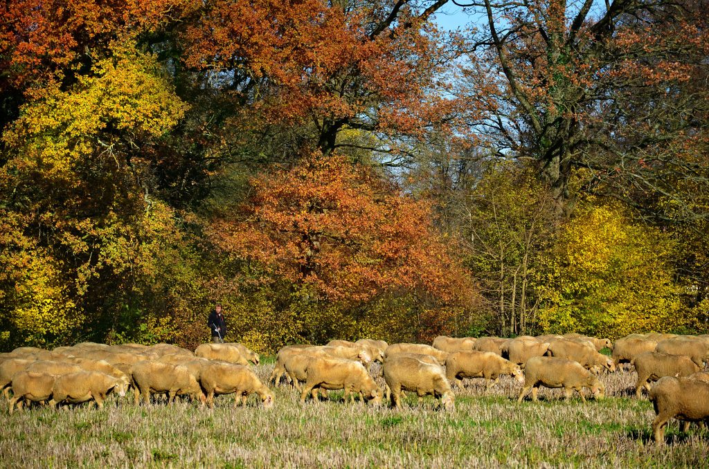 Foto di Yves Bernardi da Pixabay