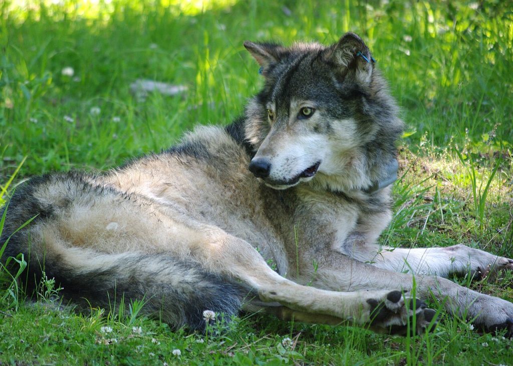 Lupo con radiocollare, immagine esplicativa - Foto Oregon Department of Fish & Wildlife - 6853_OR014_odfw - Wikimedia Commons, CC BY-SA 2.0