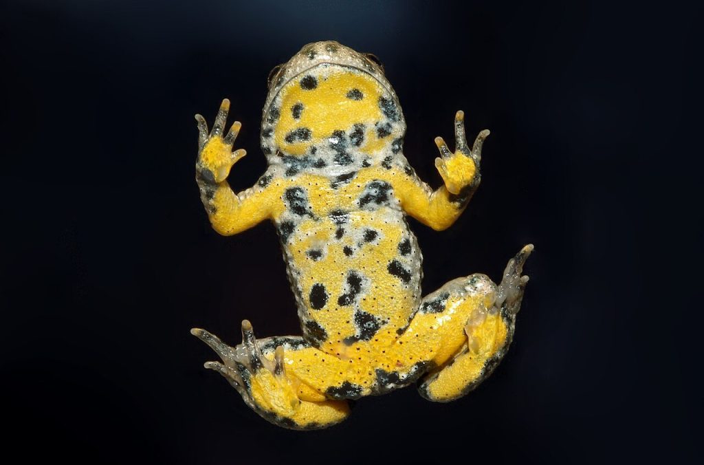 ululone dal ventre giallo, bombina variegata
