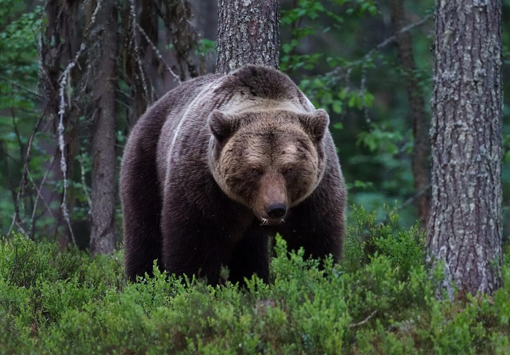Orso bruno - Foto Frank Vassen from Brussels - Wikimedia Commons, CC BY 2.0