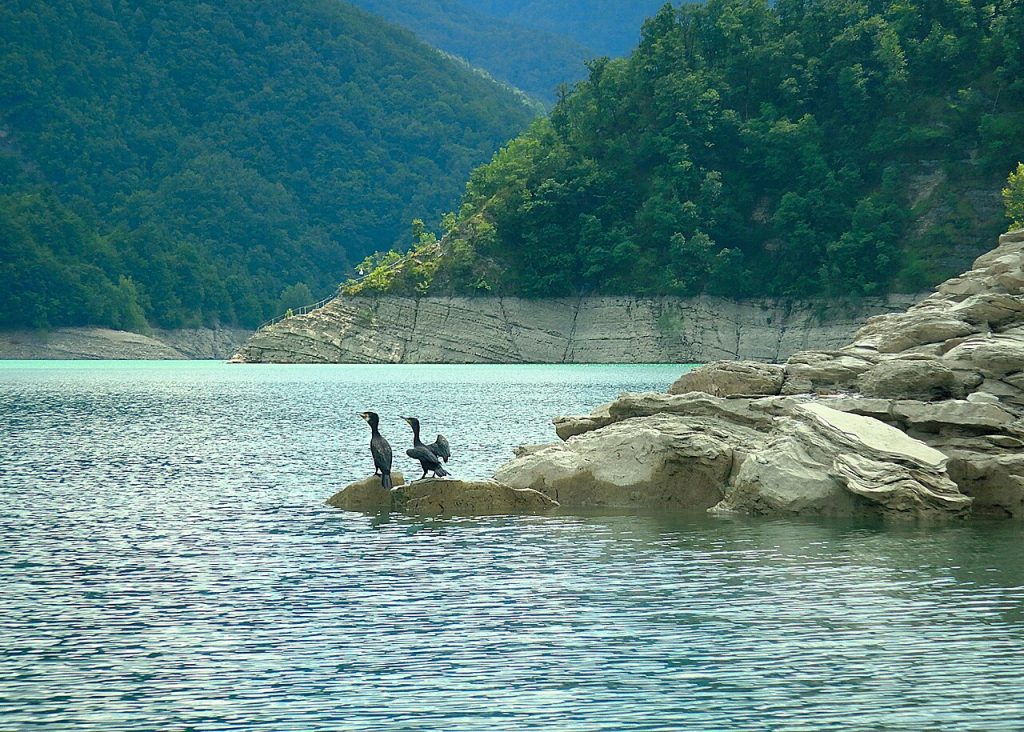 Cormorani al lago di Ridracoli - Foto Albarubescens - Wikimedia Commons, CC BY-SA 4.0