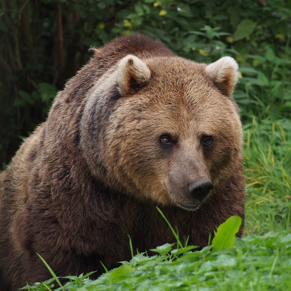 Orso bruno - Foto © Francis C. Franklin - Wikimedia Commons, CC-BY-SA-3.0