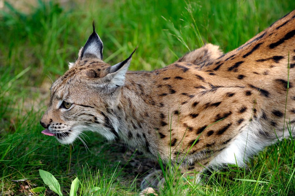 Lince - Foto Johannes Jansson/norden.org - Wikimedia Commons, CC BY 2.5 dk