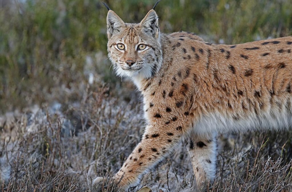 lince, fvg