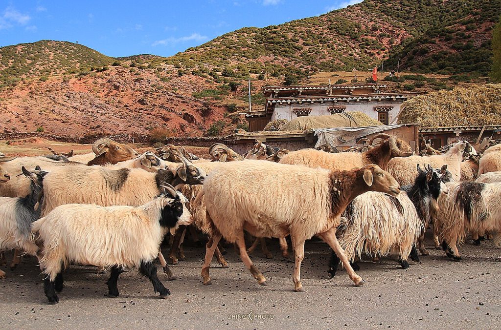 altopiano tibetano, pecore, pannelli fotovoltaici