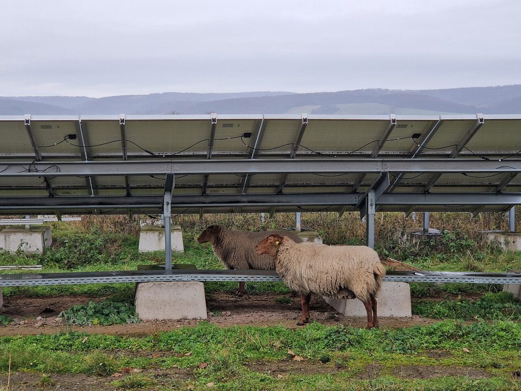 Pecore sotto pannelli fotovoltaici - Foto Aschroet - Wikimedia Commons, CC0