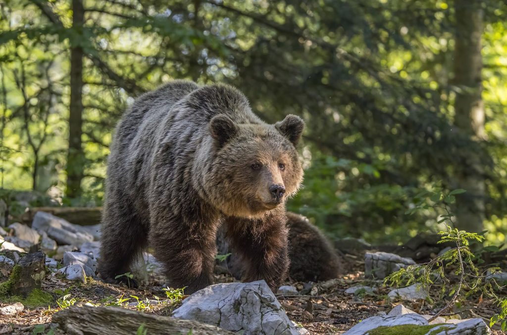 orso, bear alert trentino