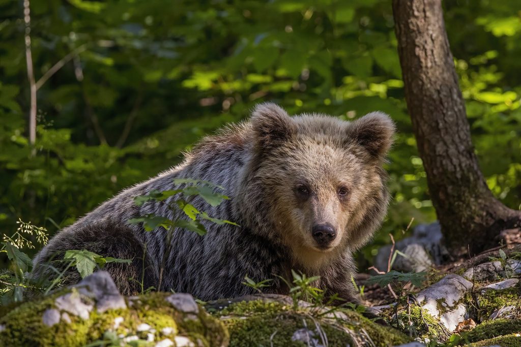 Orso bruno - Foto Charles J. Sharp - Wikimedia Commons, CC BY-SA 4.0