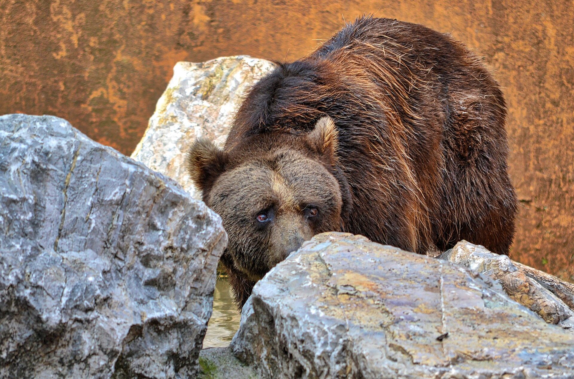 orso, oga