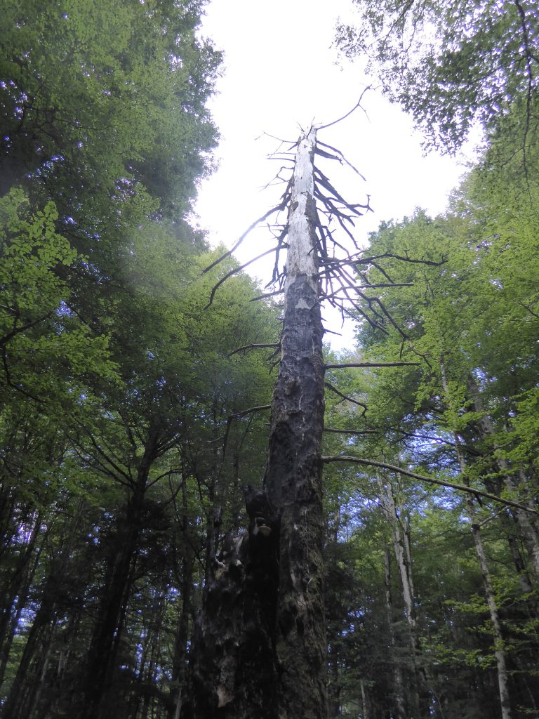 Albero bruciato da un fulmine - Foto  Marcuscalabresus - Wikimedia Commons, CC BY-SA 4.0