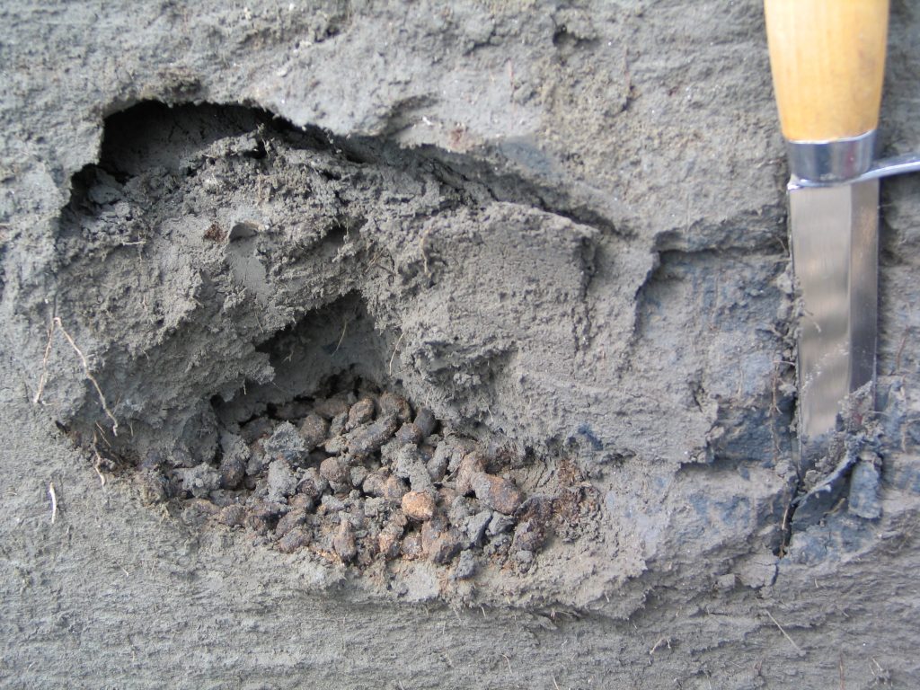 Antiche palline fecali di scoiattolo terrestre artico visibili in un sedimento grigio a Lower Quartz Creek, nello Yukon, con una cazzuola metallica sulla destra come scala di riferimento. Crediti: Duane Froese, Università dell
