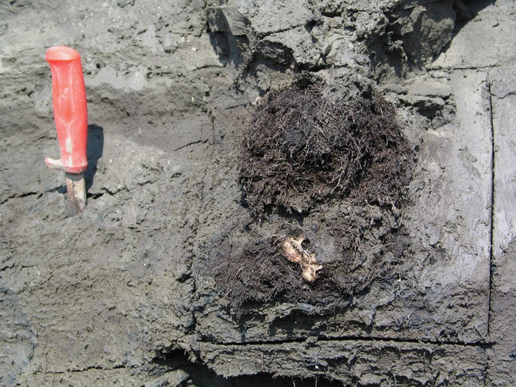Un antico nido di scoiattolo terrestre artico visibile sul terreno grigio a Dominion Creek, nello Yukon, contenente una parte di cranio di scoiattolo, con un coltello dal manico rosso conficcato nel terreno sulla sinistra come scala di riferimento. Crediti: Duane Froese, Università dell