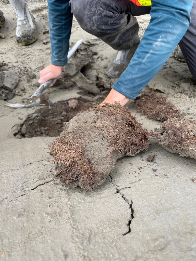 Un antico nido di scoiattolo terrestre artico scavato nel sedimento a Lower Hunker Creek, nello Yukon, con un ricercatore che usa un piccone a zappa e le mani per portare alla luce il materiale fibroso del nido. Crediti: Duane Froese, Università dell