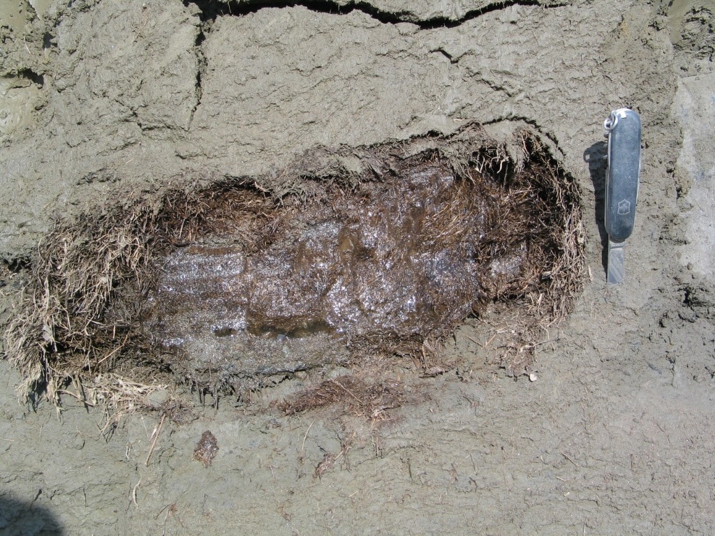 Un antico nido di scoiattolo terrestre artico con resti di ghiaccio visibili nel sedimento grigio a Lower Quartz Creek, nello Yukon. Intorno e all